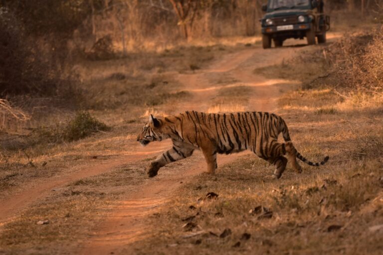 Best Tiger Safari During The Winter Season in India